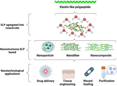 <mark class="highlighted">Elastin-like</mark> Polypeptides in Development of Nanomaterials for Application in the Medical Field